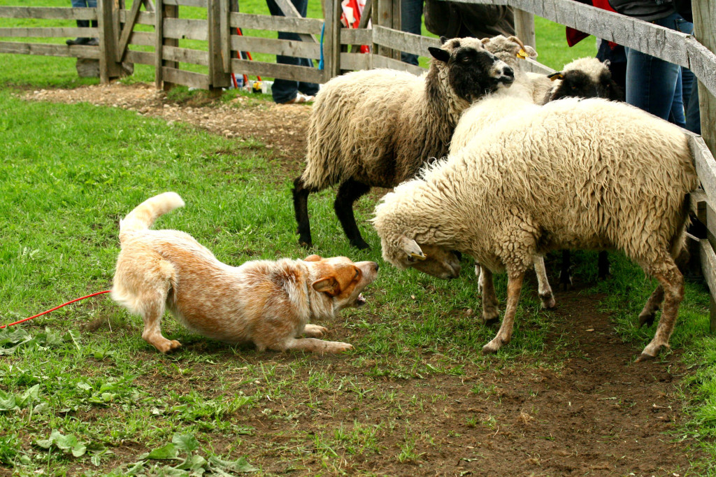 Lammas peab koerale alluma