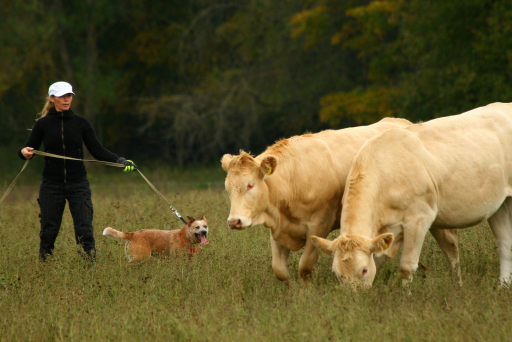 Veistega karjatamise infopäev austraalia karjakoer Daisy sunnib karja pöörama