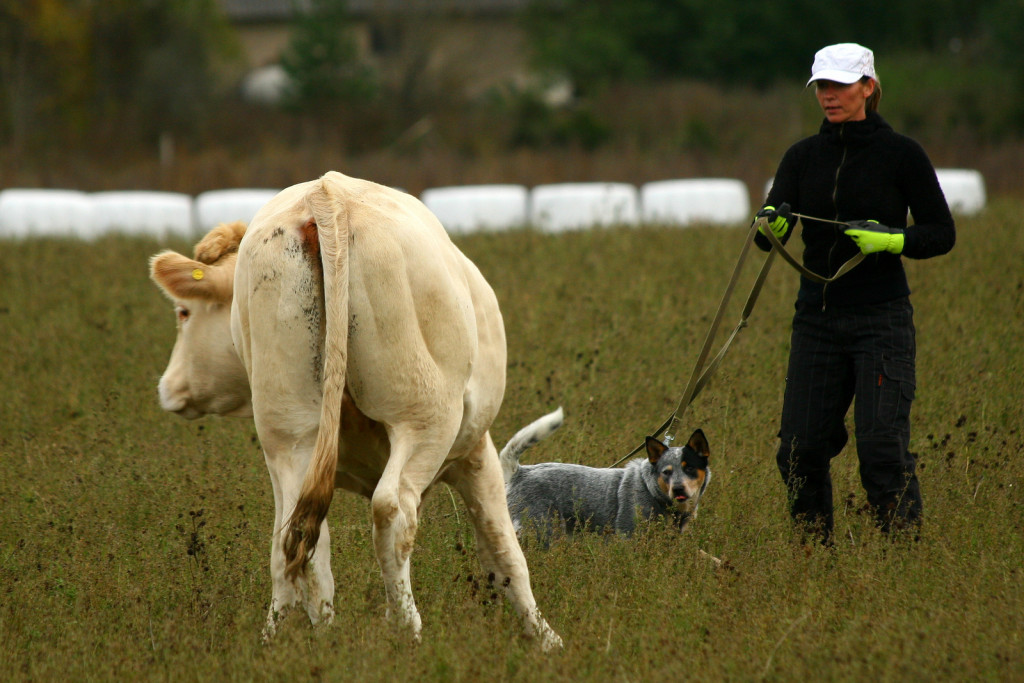 Veistega karjatamise infopäev austraalia karjakoer Juuli sätib eraldunud veist tagasi karja