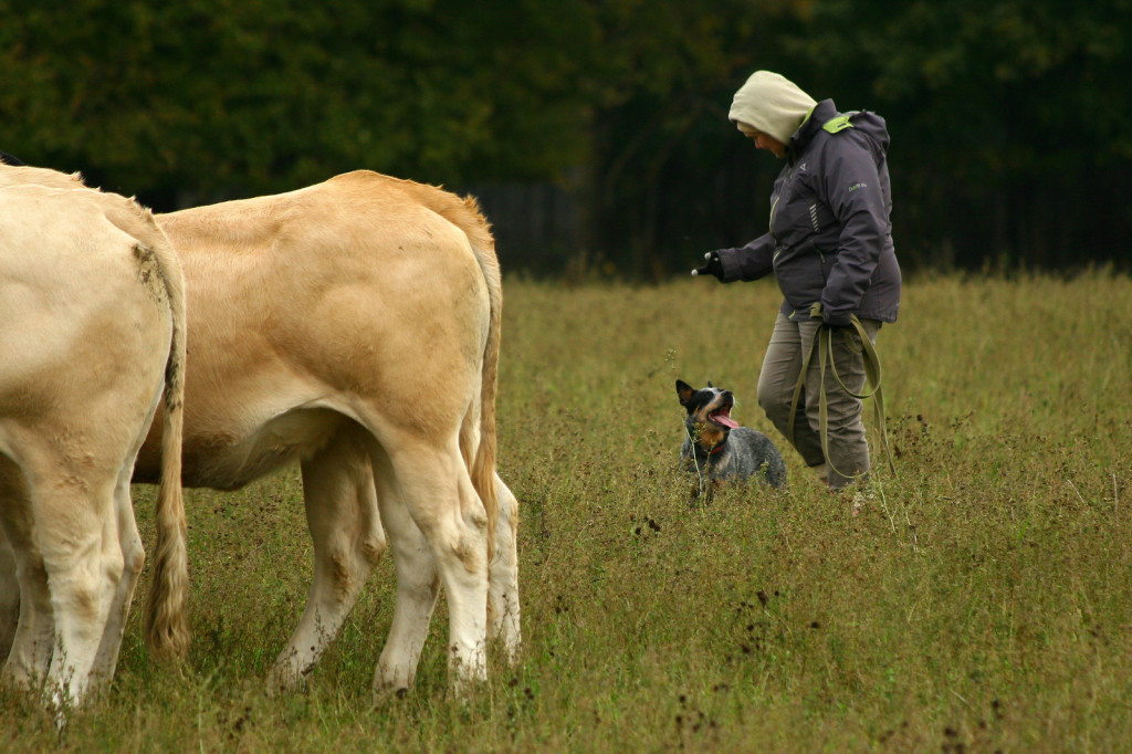 Veistega karjatamise infopäev austraalia karjakoer Raasuke kuulab perenaise õpetust