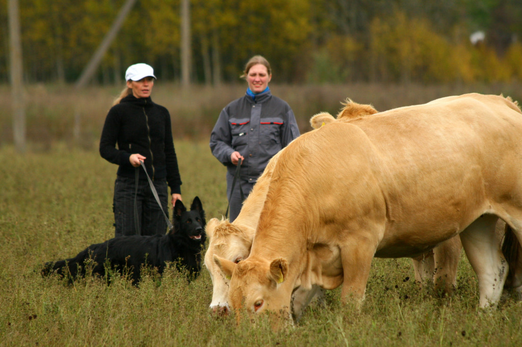 Veistega karjatamise infopäev saksa lambakoer Estrellest Hurmuri Coffi (2)