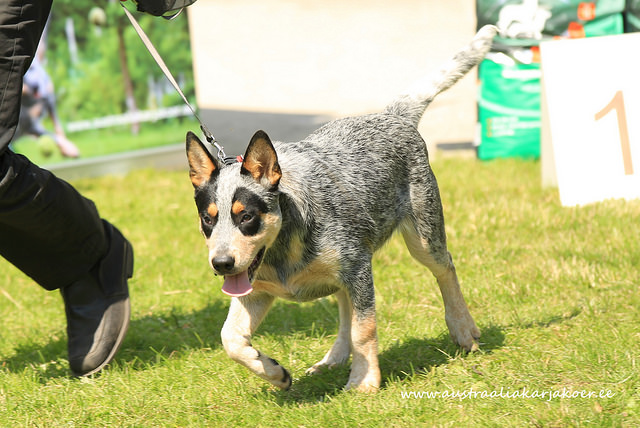 Lobo