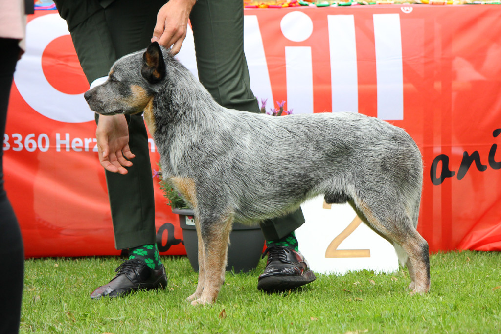 cattledog